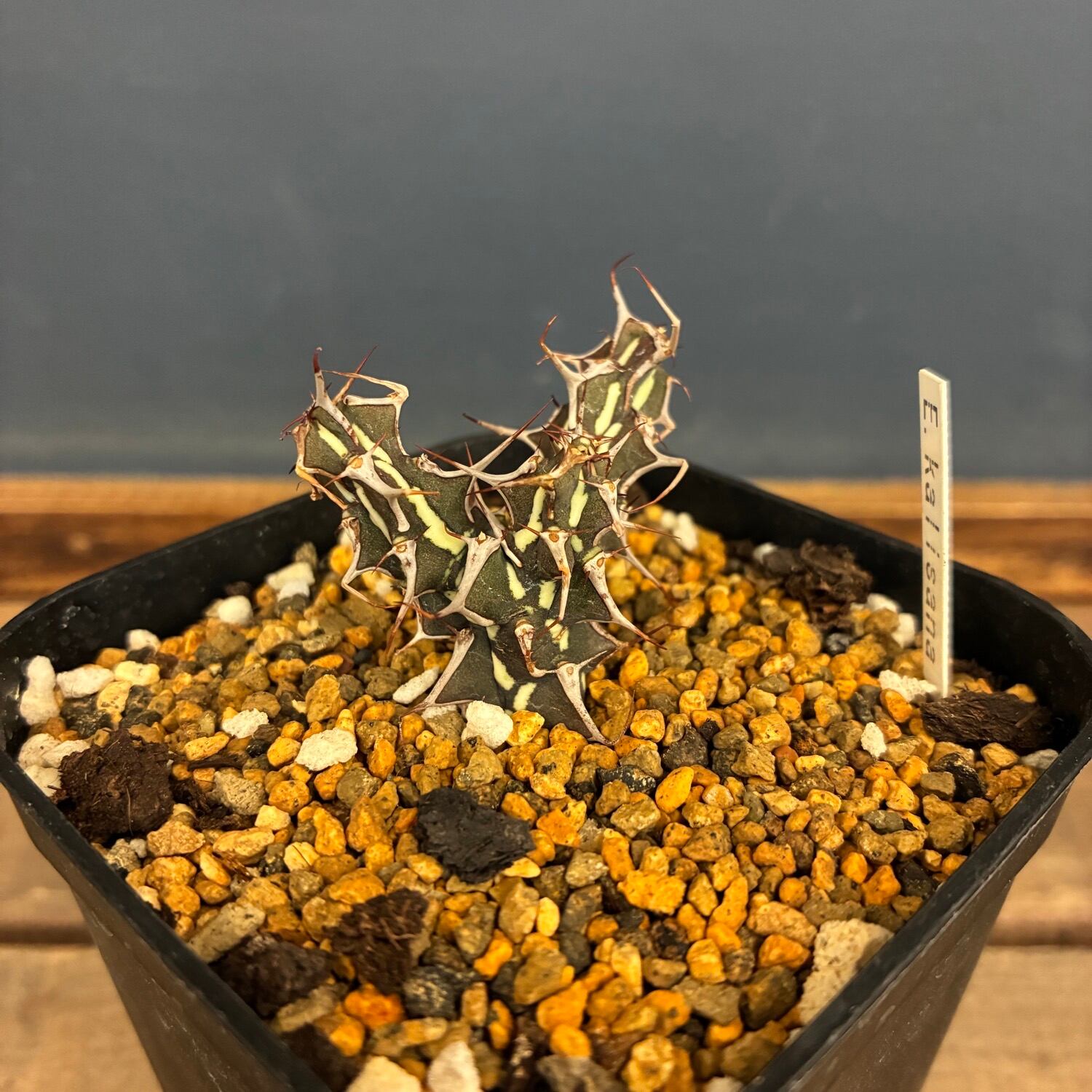 多肉植物 | PROTOLEAF プロトリーフ
