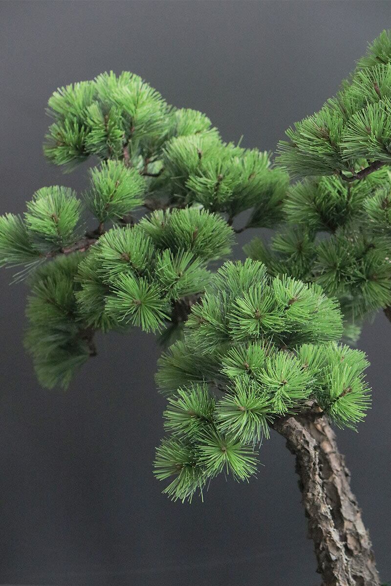 盆栽　松 盆栽 松 Pinetree Bonsai #156 | Oh! BONSAI