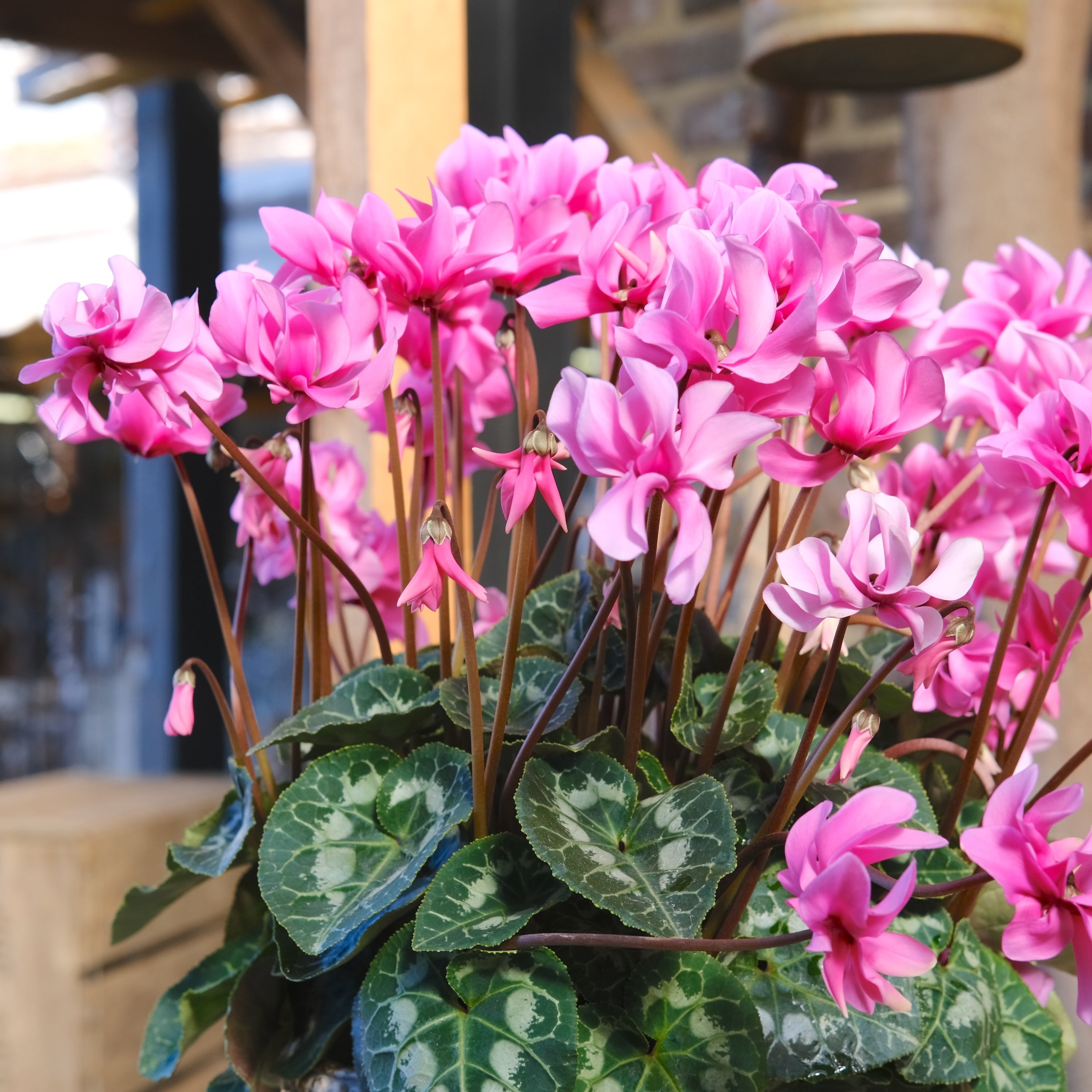 No, 15】ミニシクラメン チモシリーズ 八重《 枝垂れざき 》鉢なし