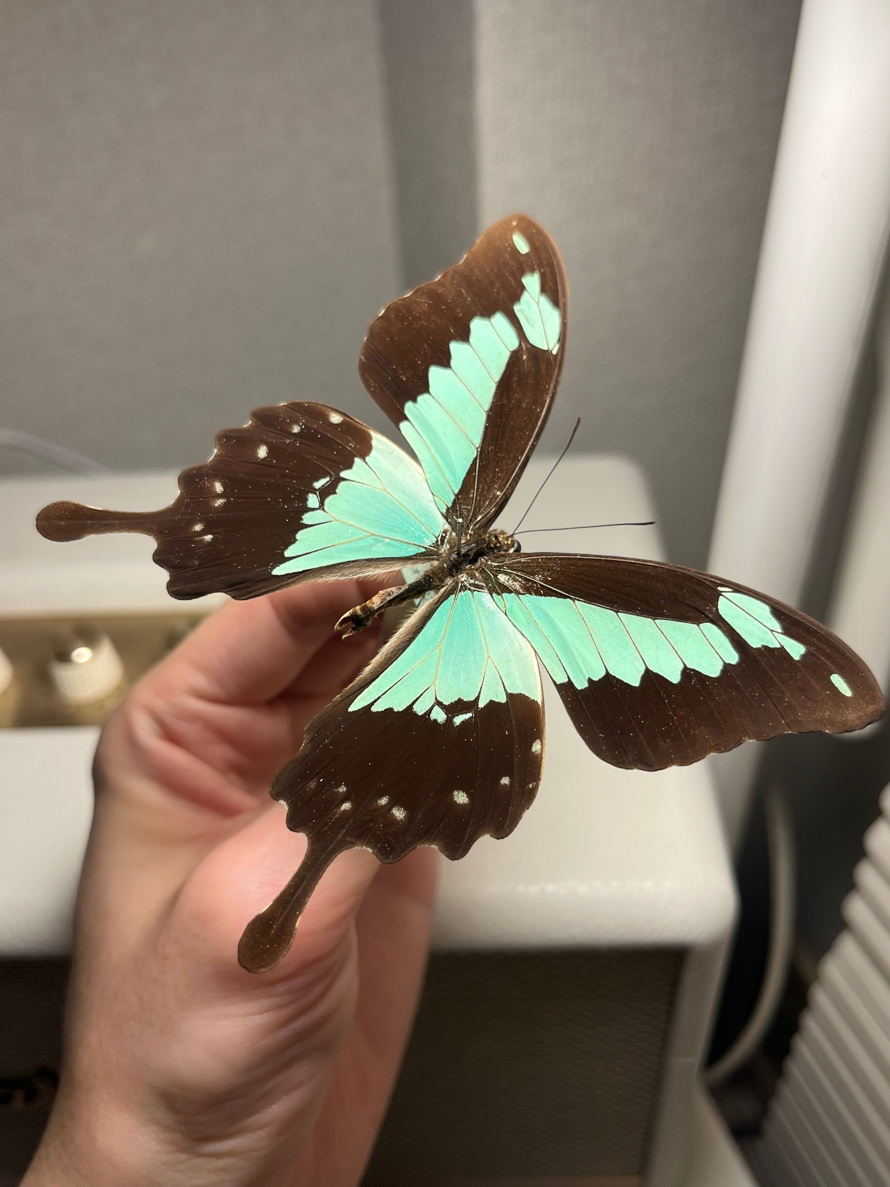 フォルカスミドリアゲハ オオルリアゲハ 外国産蝶標本 ヘリボシアオネ