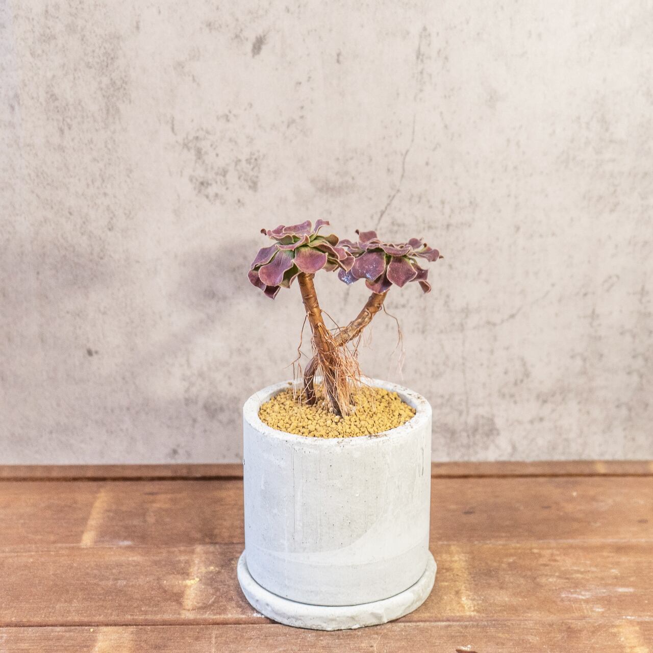 アエオニウム・カシミヤバイオレット|二株のバランスが絶妙な立体フォルム【モルタル鉢×多肉植物】