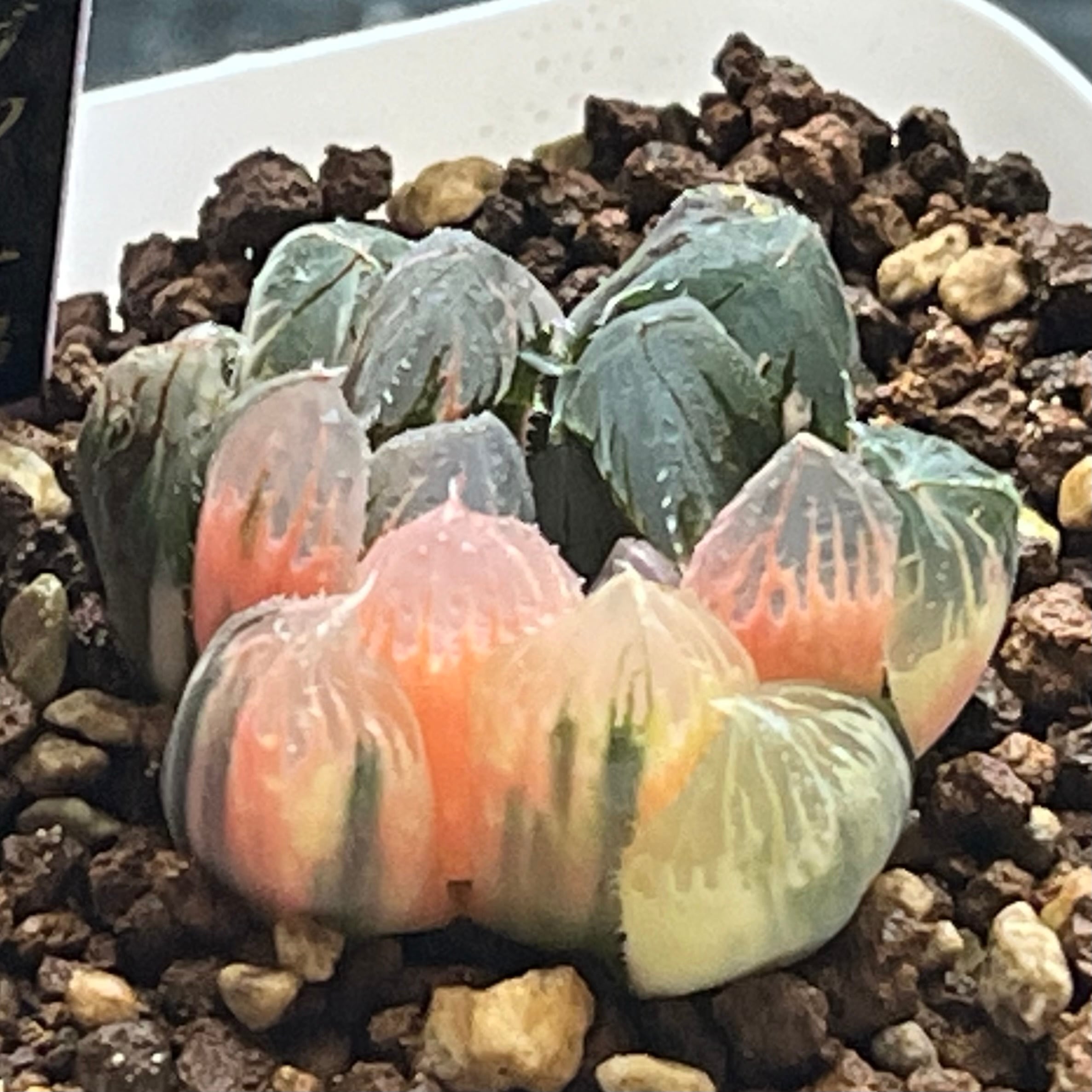 ハオルチア 瑠璃水晶コンプト錦 | mocono_plants