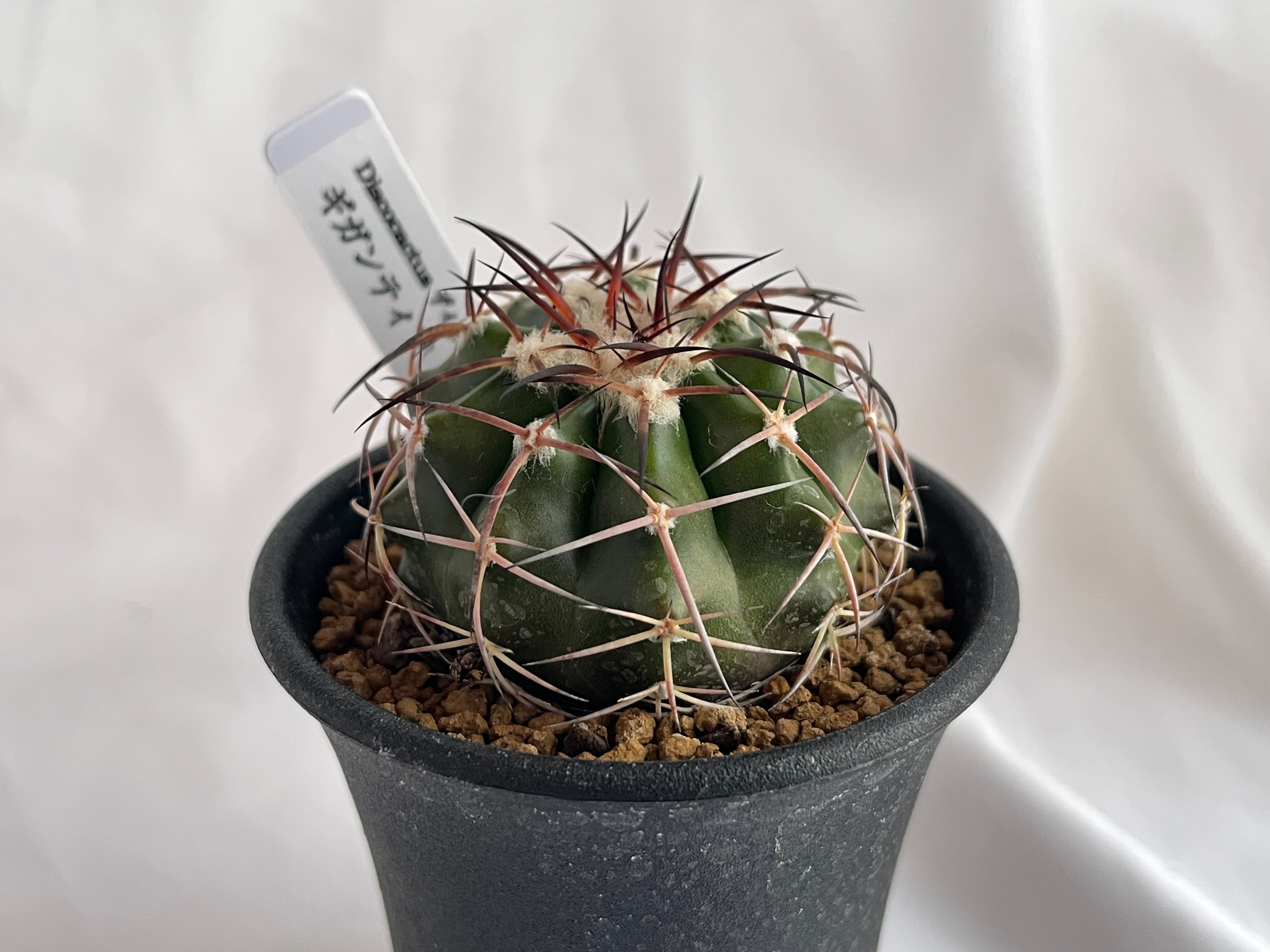 Discocactus gigantea　ディスコカクタス　ギガンティア　サボテン   plants MARU ー  多肉植物・サボテン・園芸グッズのお店 ー powered by BASE