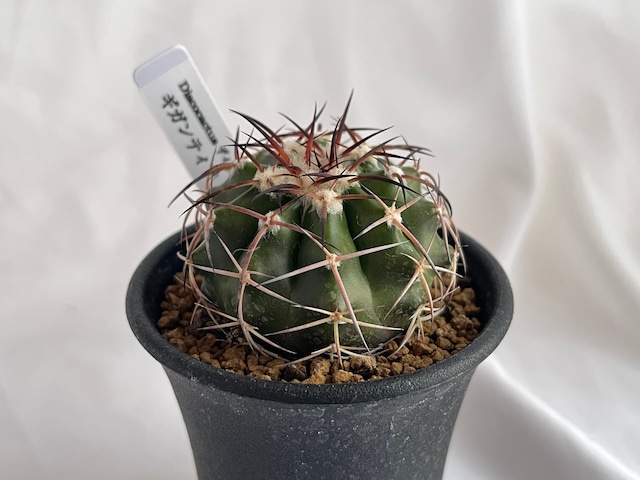 Discocactus gigantea　ディスコカクタス　ギガンティア　サボテン