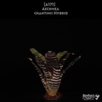 【送料無料】Aechmea chantinii Hybrid〔エクメア〕現品発送A171