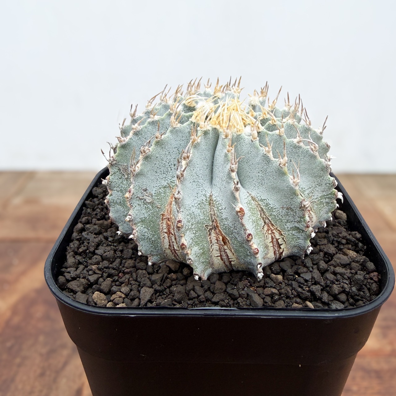 Geohintonia mexicana【ゲオヒントニア・メキシカーナ】