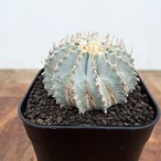Geohintonia mexicana【ゲオヒントニア・メキシカーナ】