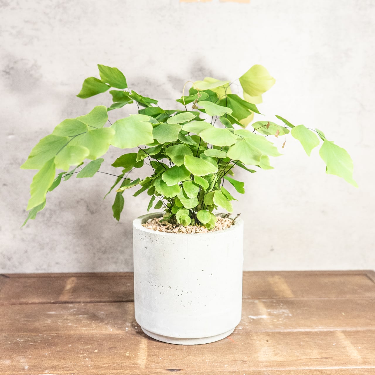 【繊細な葉が魅力】大葉アジアンタムを手づくりモルタル鉢で。グリーンインテリアに。／虫発生抑制／全国一律送料850円