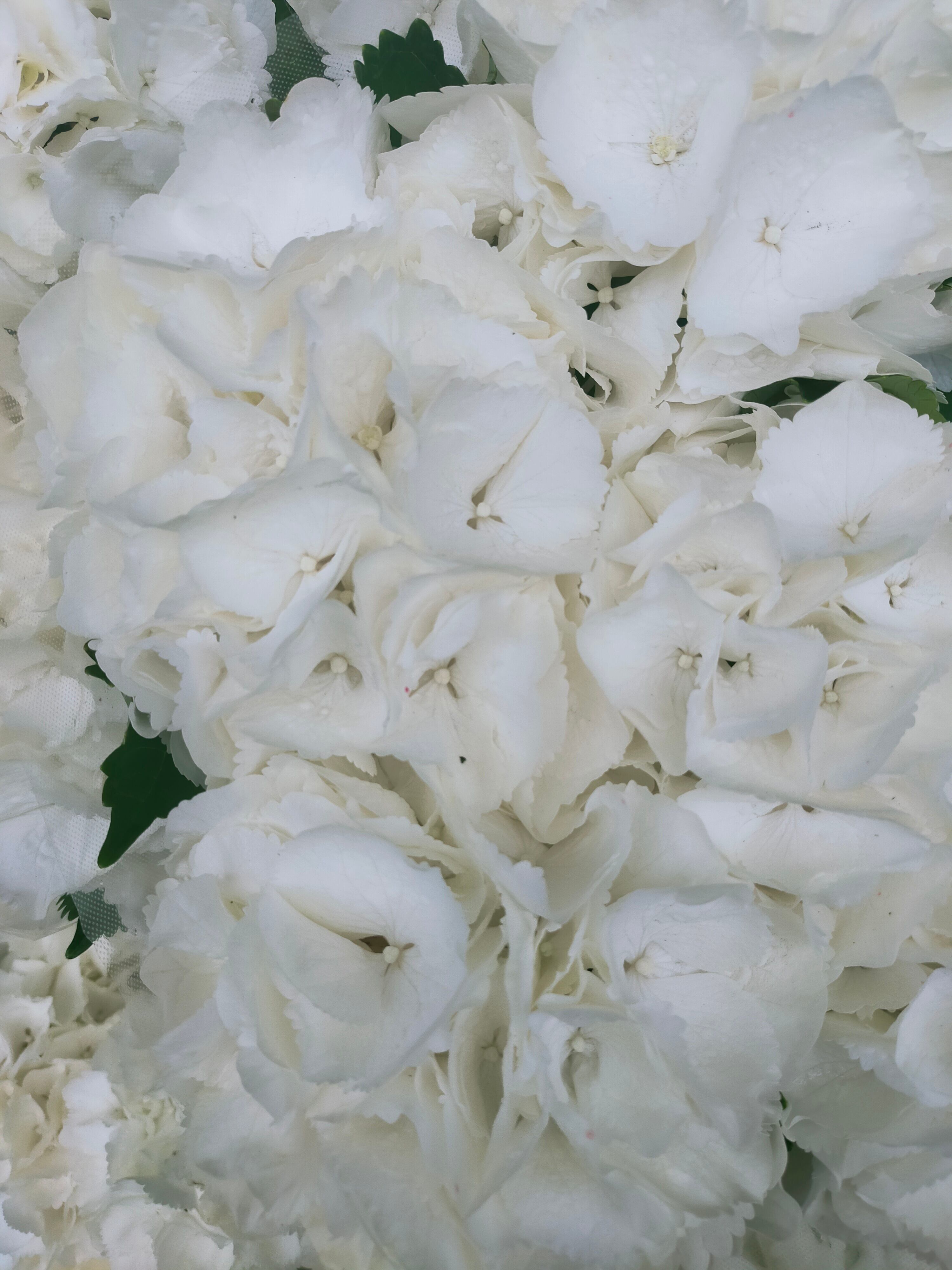 白い紫陽花のイヤリングとピアスの「イヤリング」