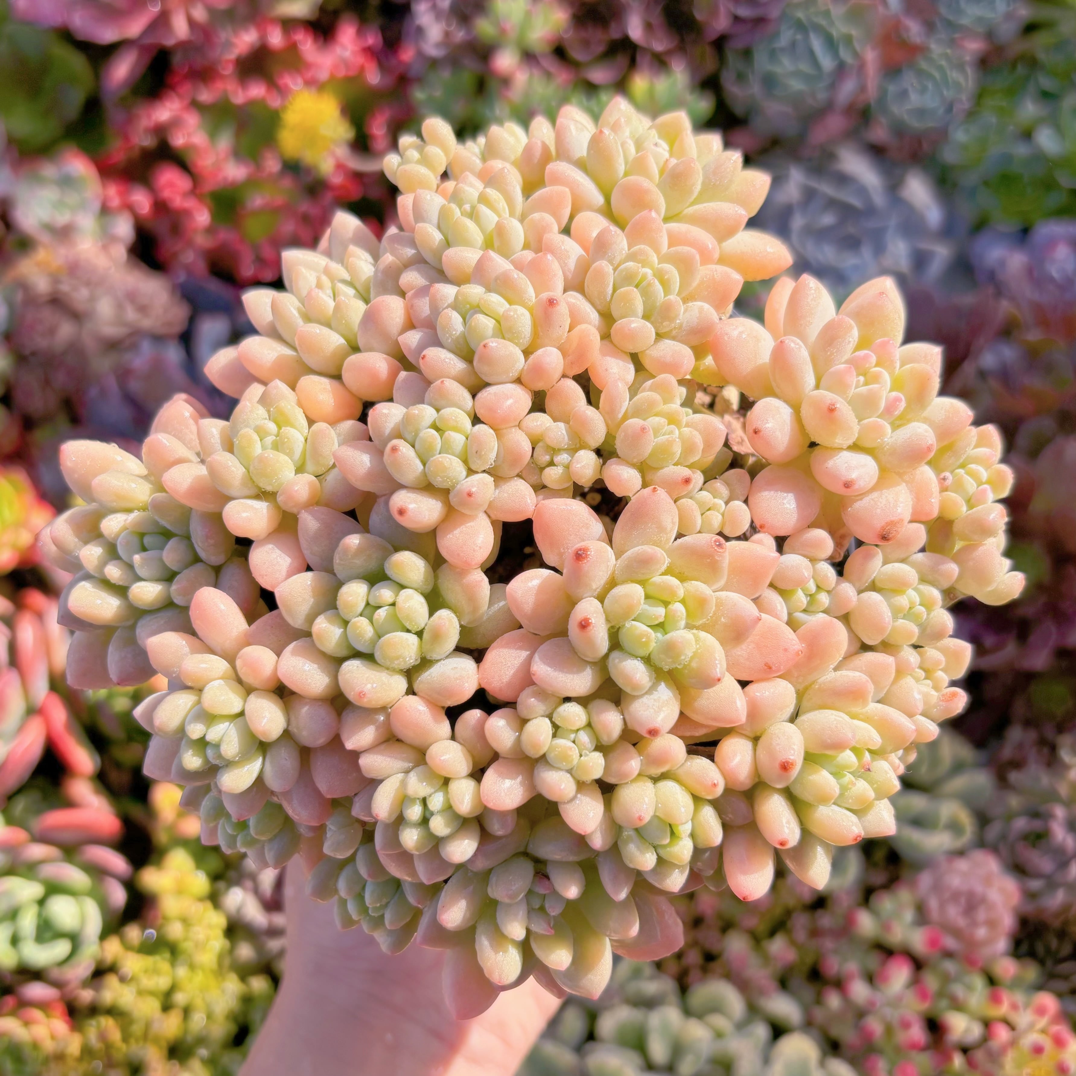 現品　キャビア#M022　大群生　るる農園