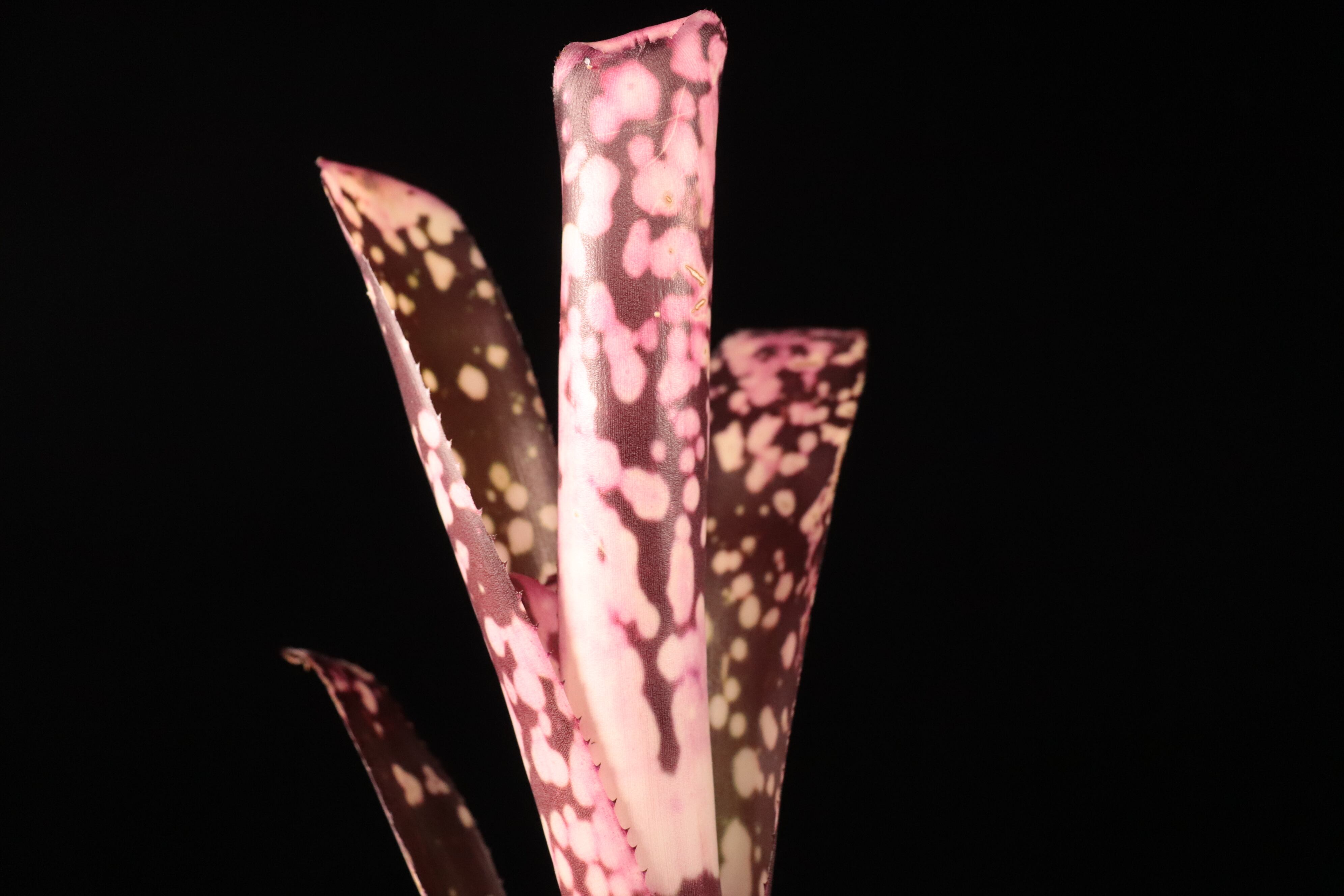 Billbergia 'Kawanas Panache'〔ビルベルギア〕B123-1 | plane plants