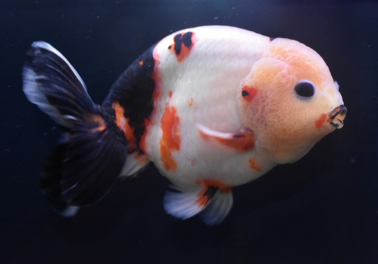 江戸錦 | 〈金魚専門店〉fishfarmjp1