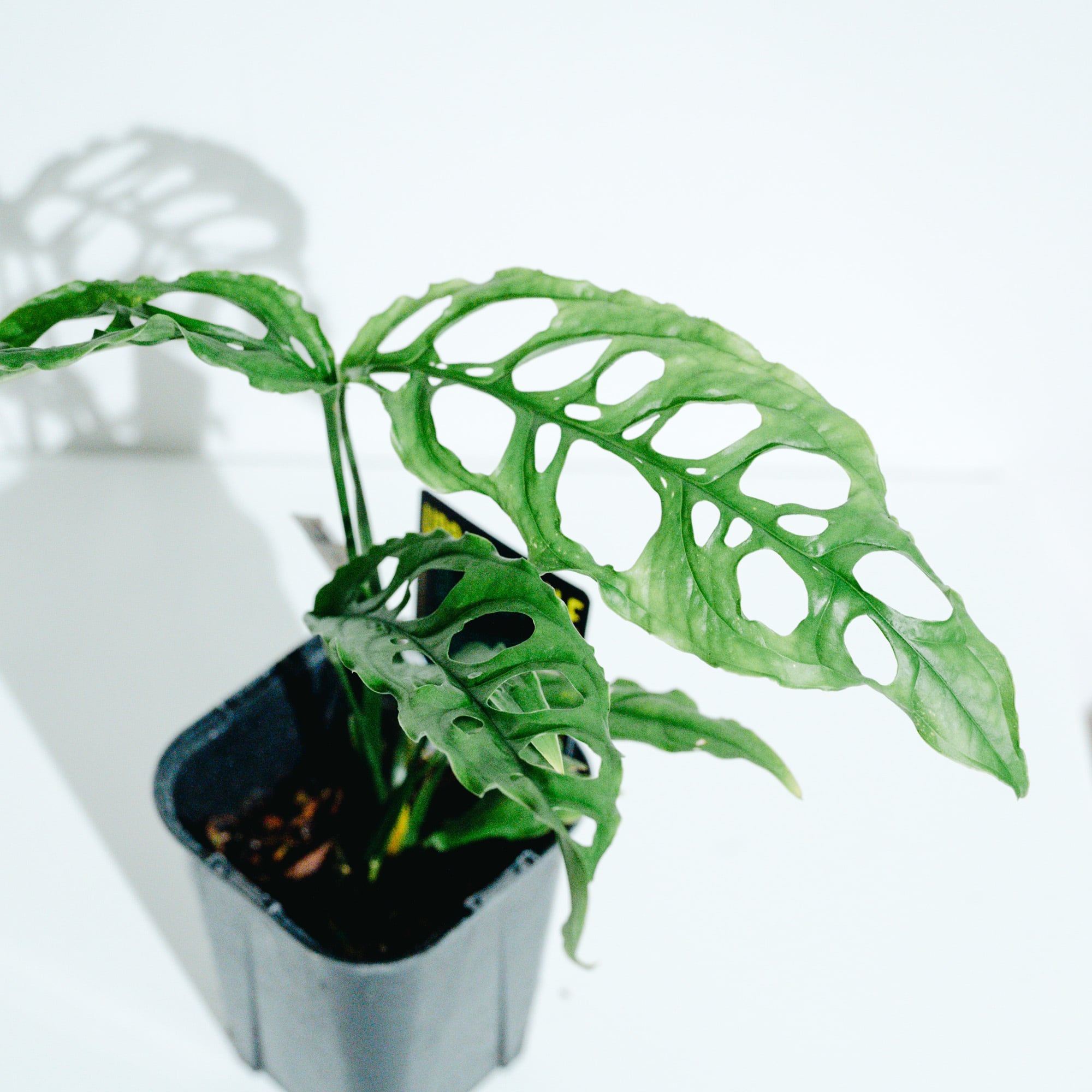 モンステラ・オブリクア・ペルー（Monstera obliqua 'Peru'）_250824