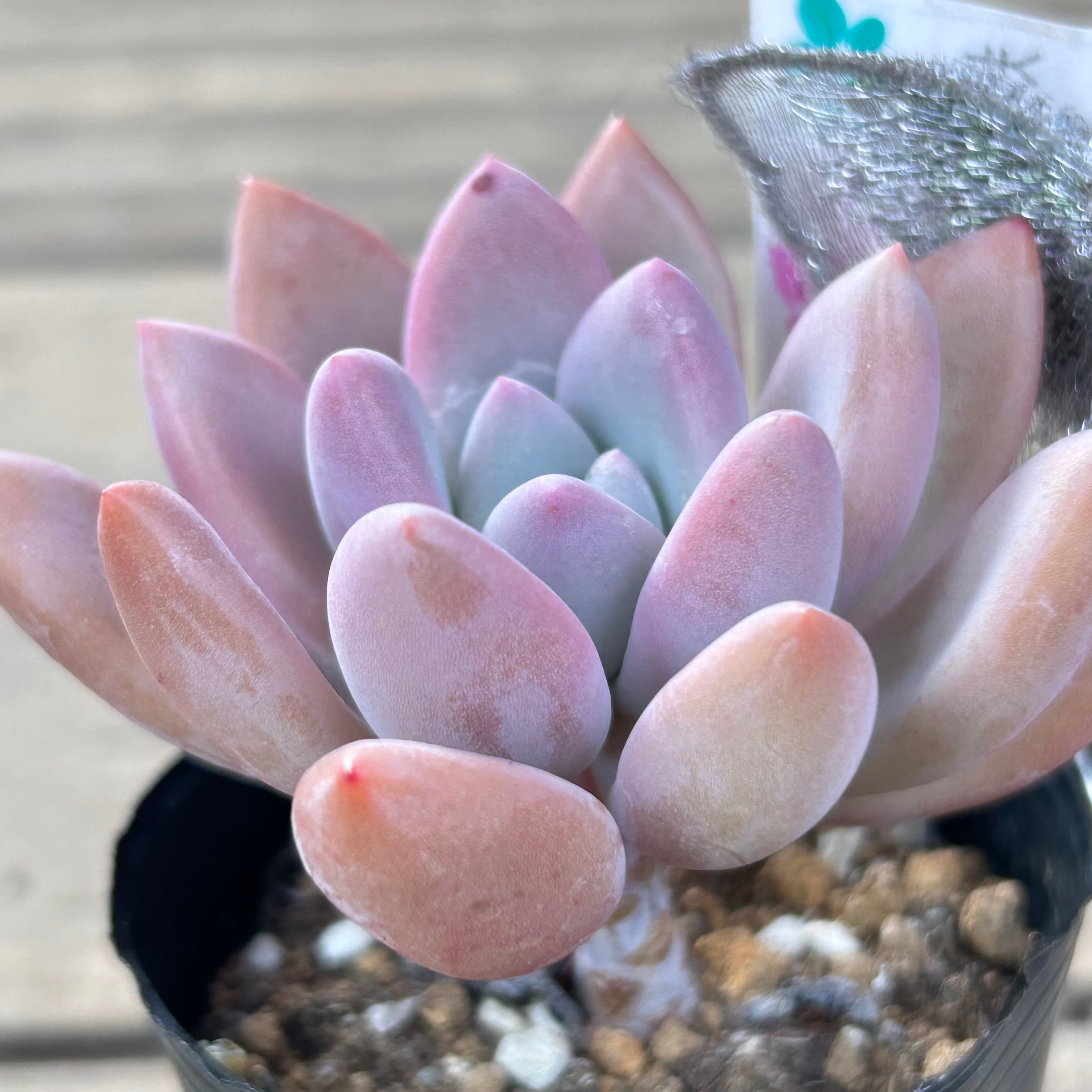 オパリナ | RuPo 多肉植物専門店