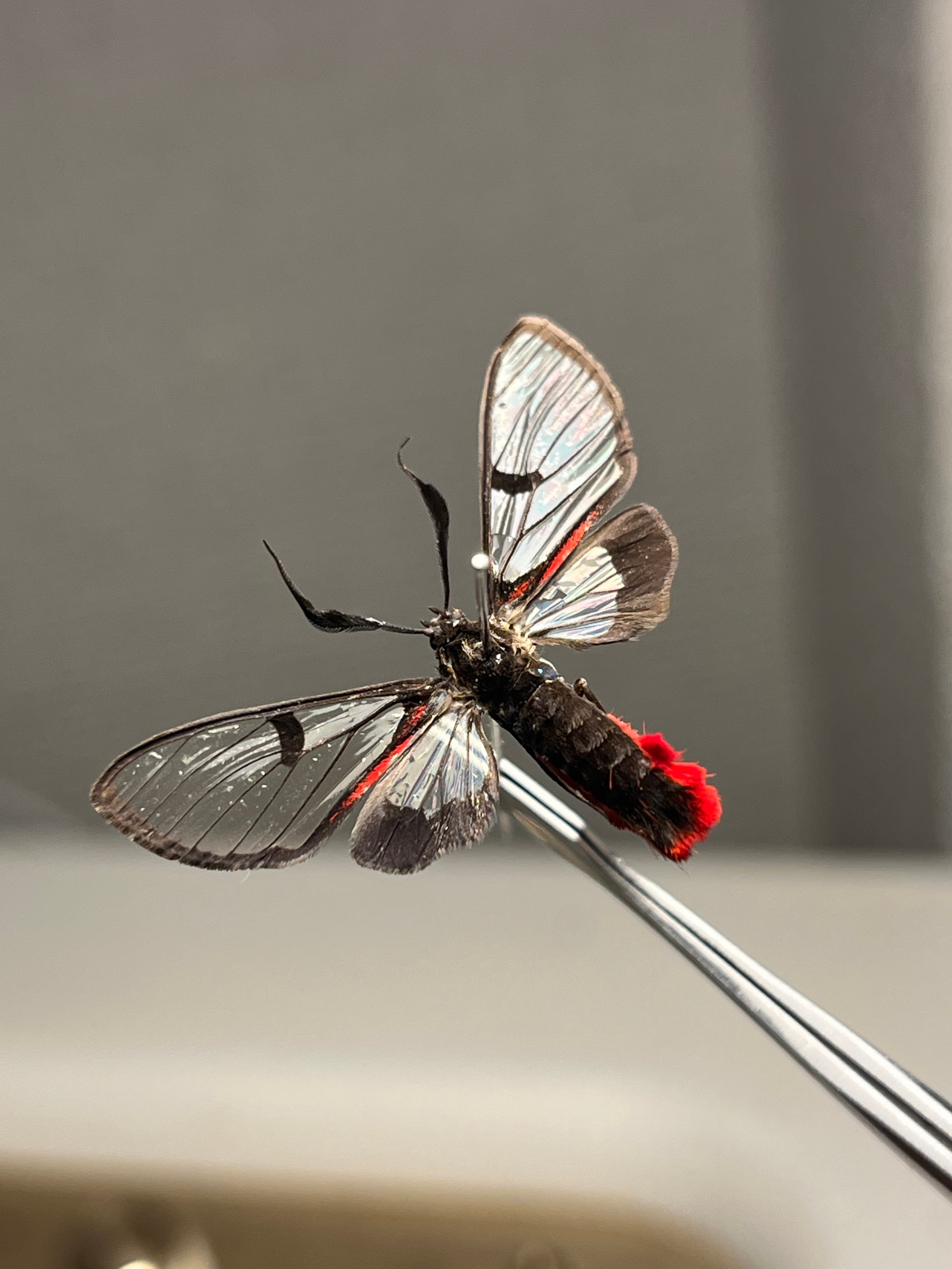 蝶・蛾 | オモニキチュウ