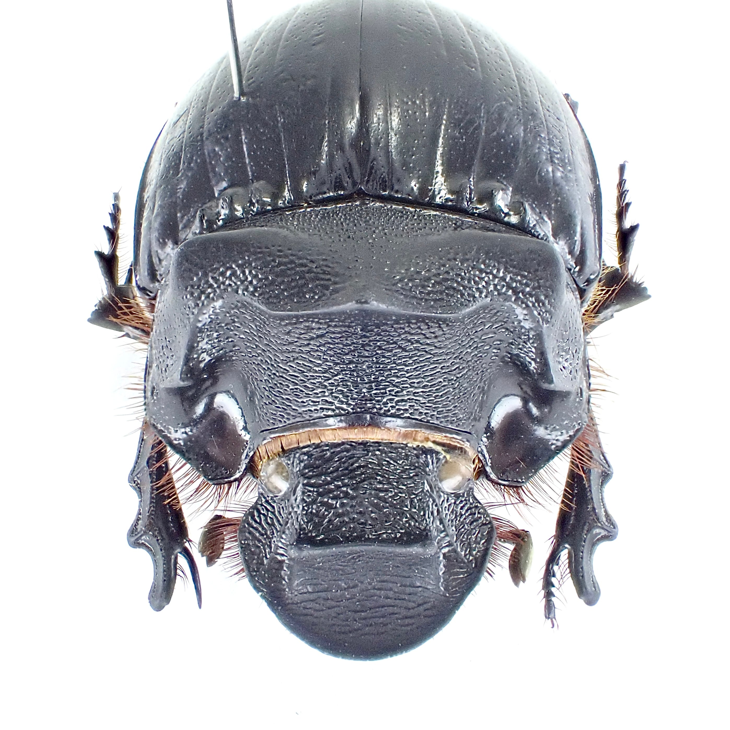 カメルーン産 Heliocopris sp. myrmidon ♂♀ 36mm/36mm | 昆虫標本