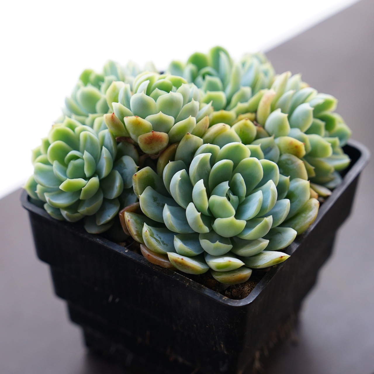 【PREMIUM】 抜き苗 ベリー 超群生 Echeveria 'Berry'