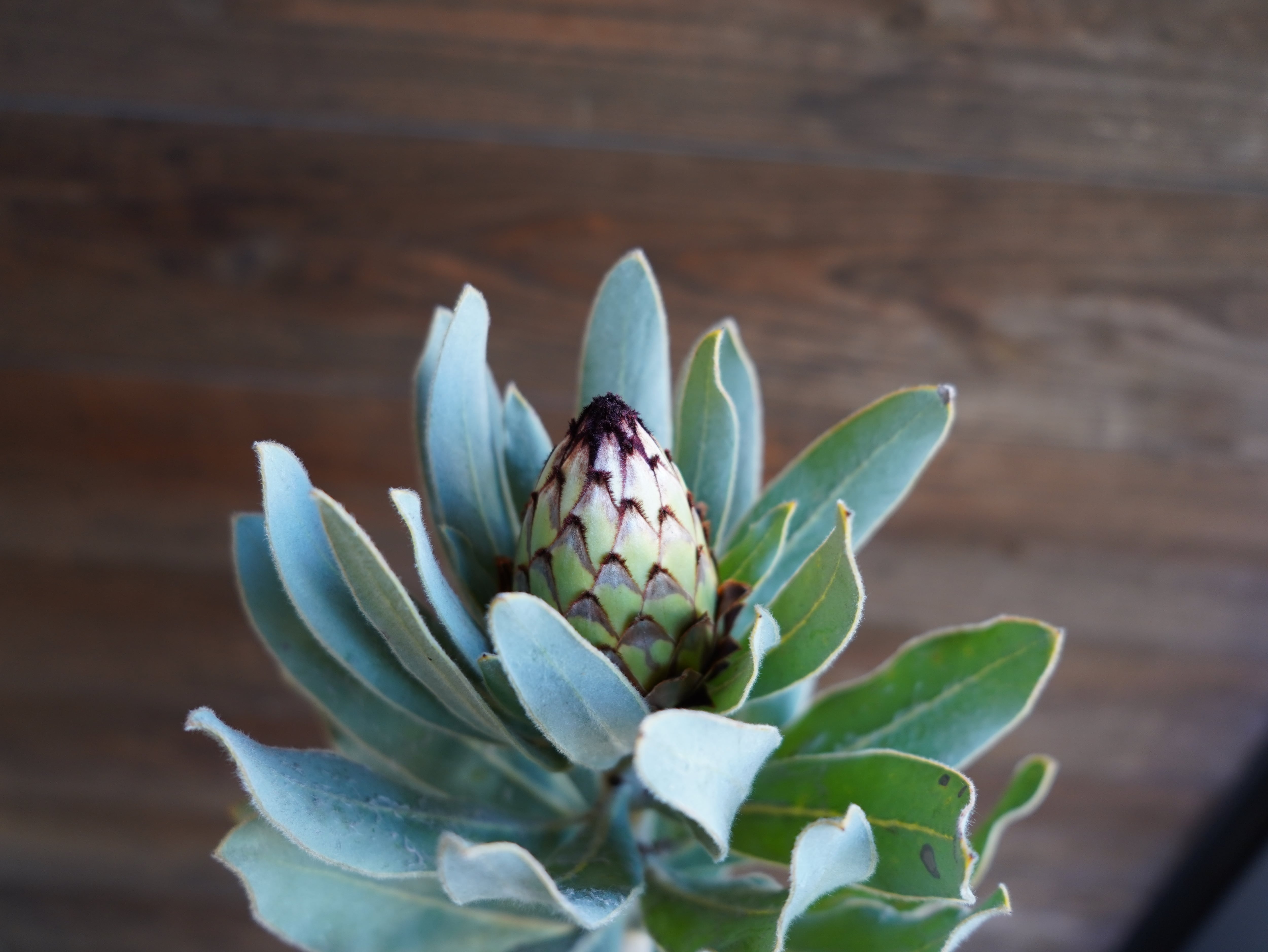 【現物】プロテア ”ニオベ”