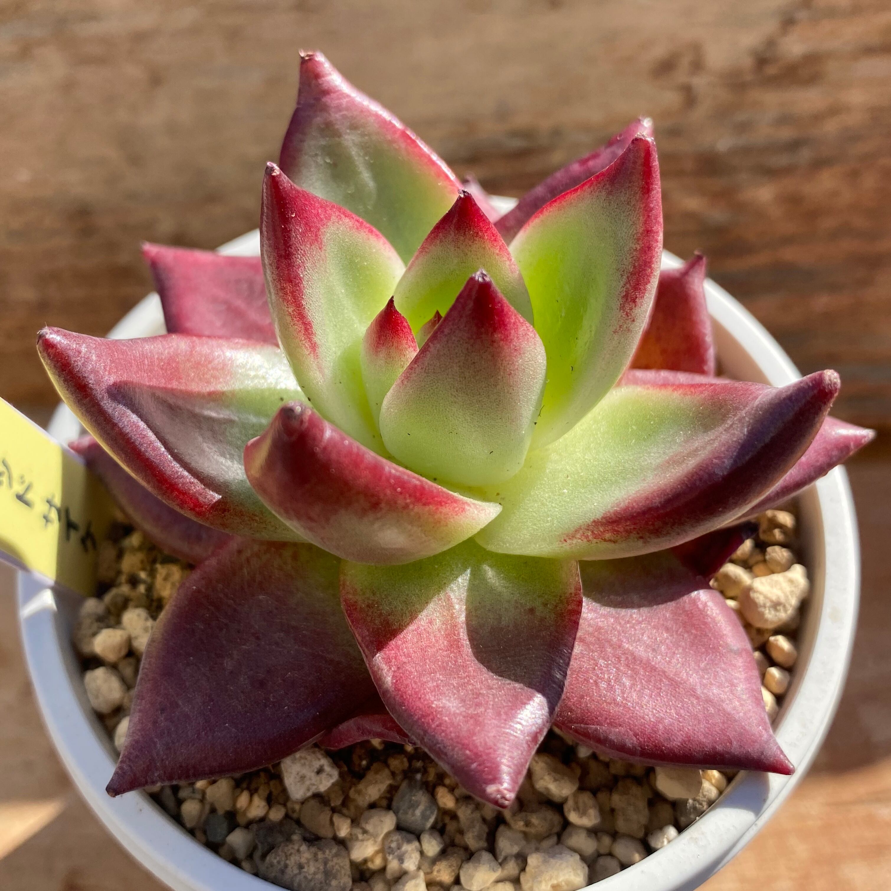 ハオルチア 狼牙 | mocono_plants