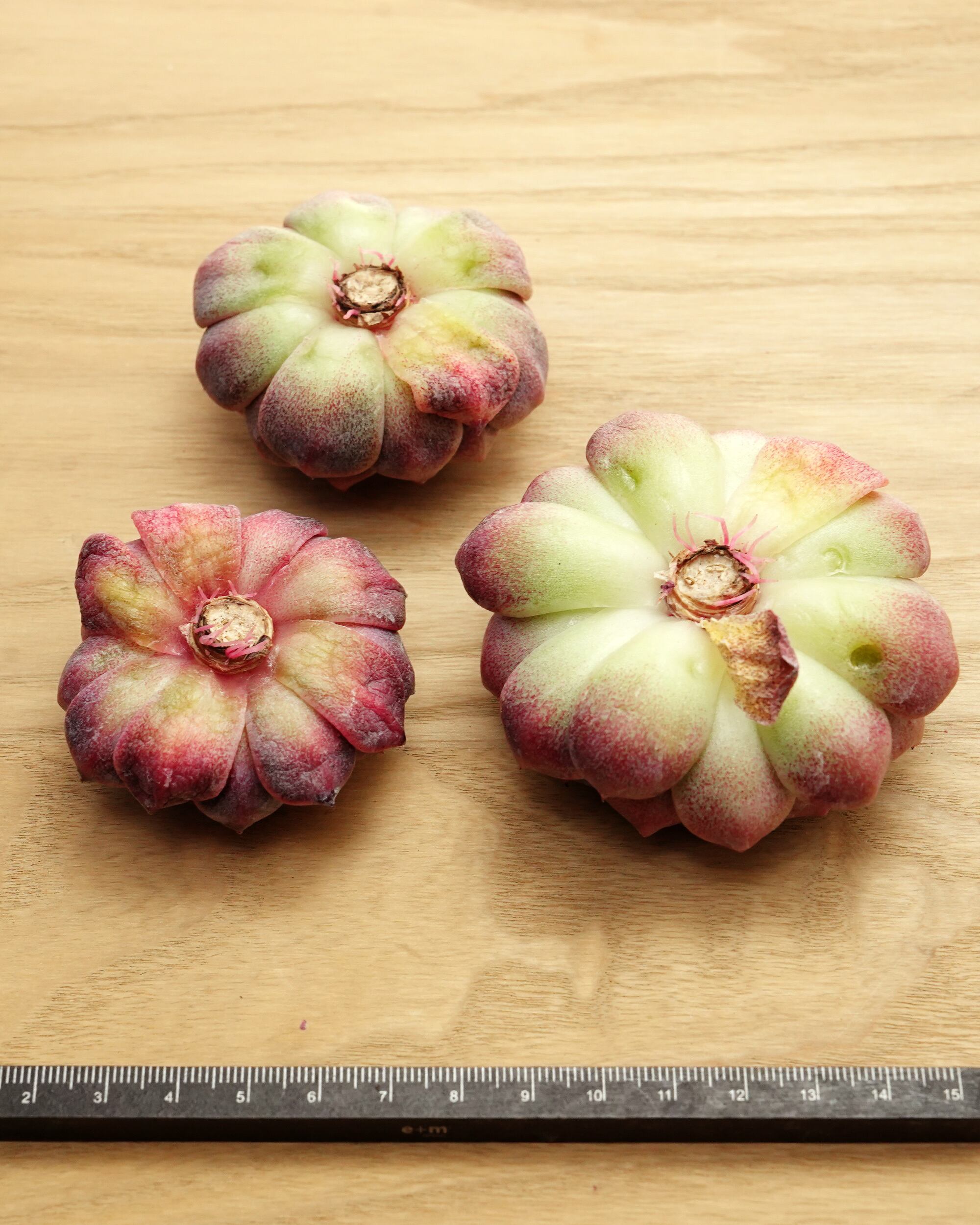 カット苗 ライラックドレス Echeveria 'Lilac Dress' | PUKUBOOK
