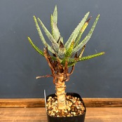 アロエ ディコトマ【713】