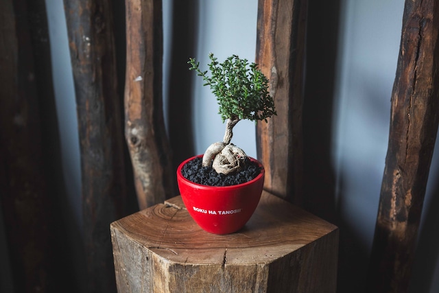 【新作】紫晃星 × ボクタノ鉢【BOKU HA TANOSII】Trichodiadema densum