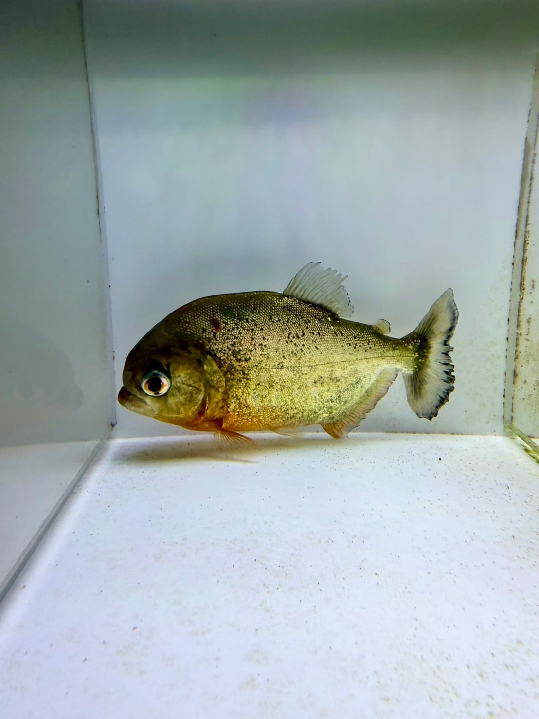 ピラニアナッテリー | THE AQUARIUM ISE