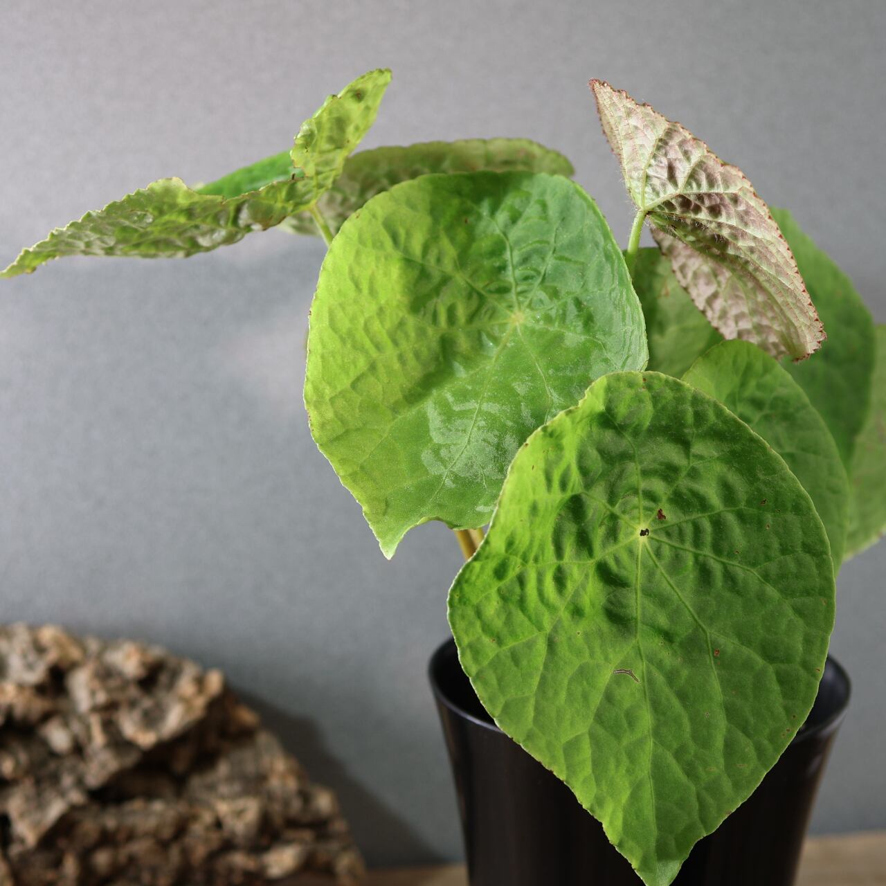 522『原種ベゴニア フートエンシス』観葉植物【送料無料】 | MARX