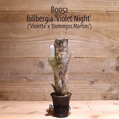 【送料無料】Billbergia 'Violet Night'〔ビルベルギア〕現品発送B0052