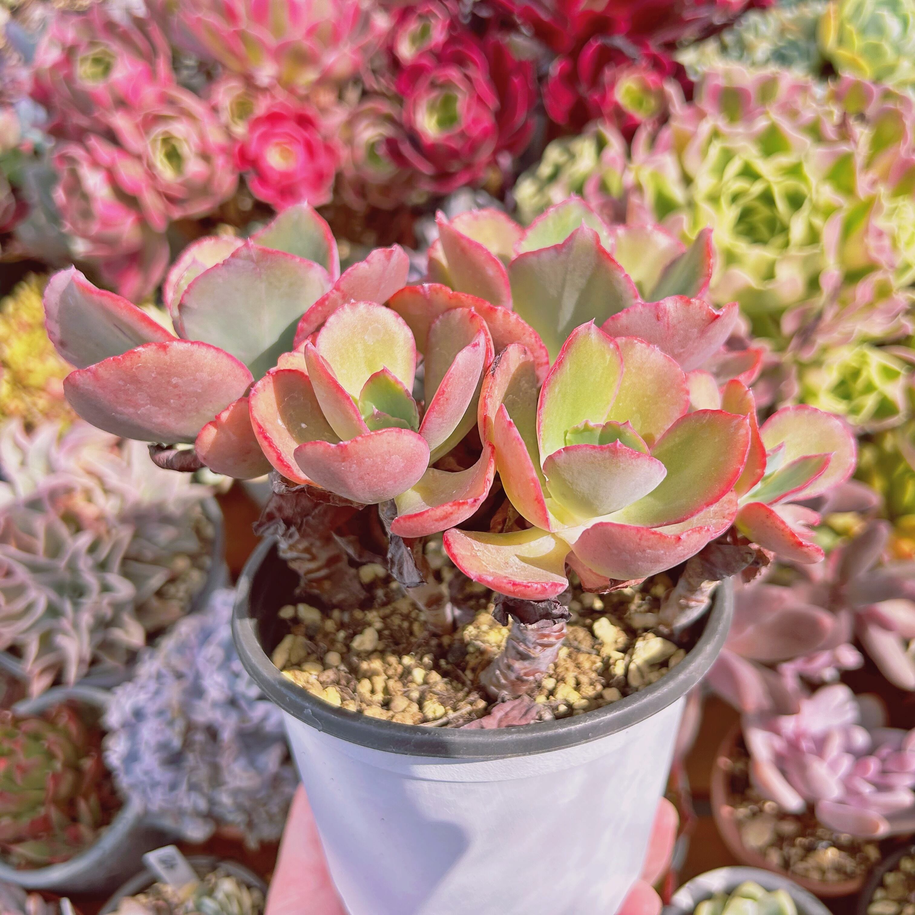 603現物 多肉植物 火山女神 特大 抜き苗 | るる農園~多肉植物専門