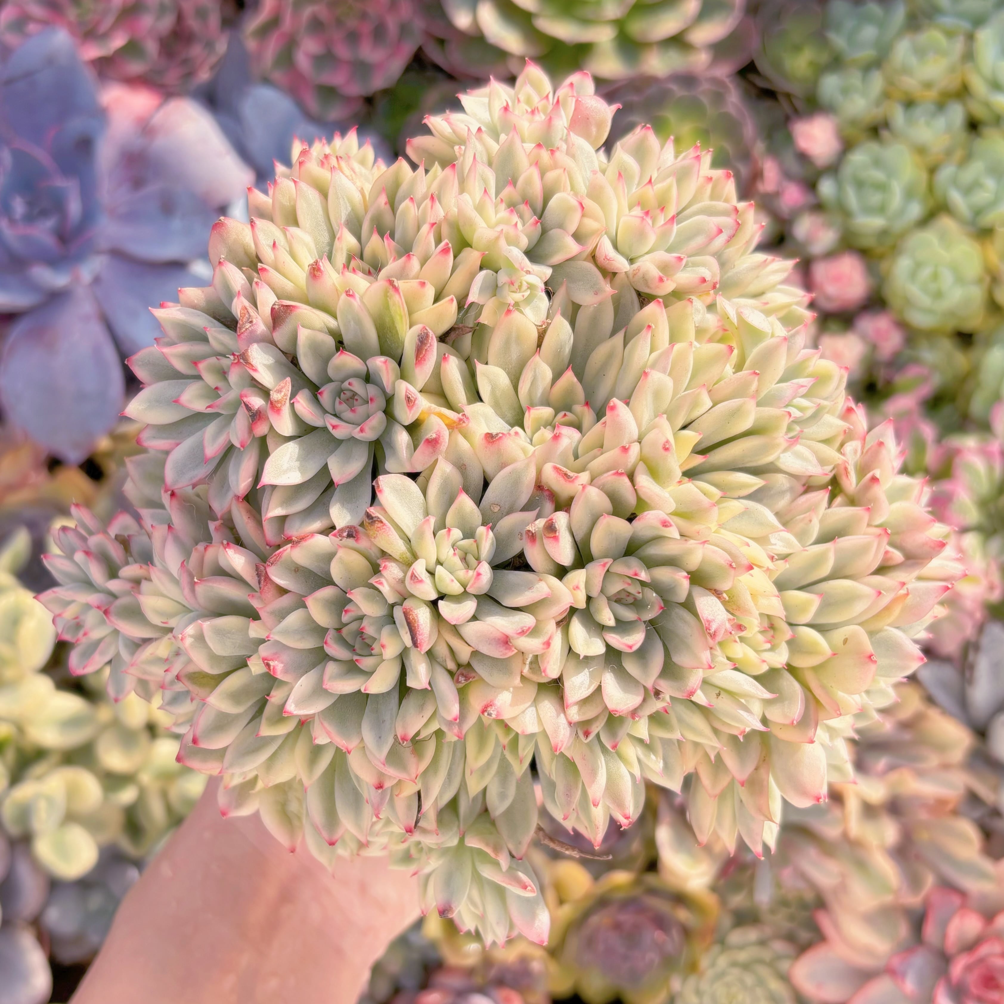 現品　女雛錦#F206　特大群生　るる農園