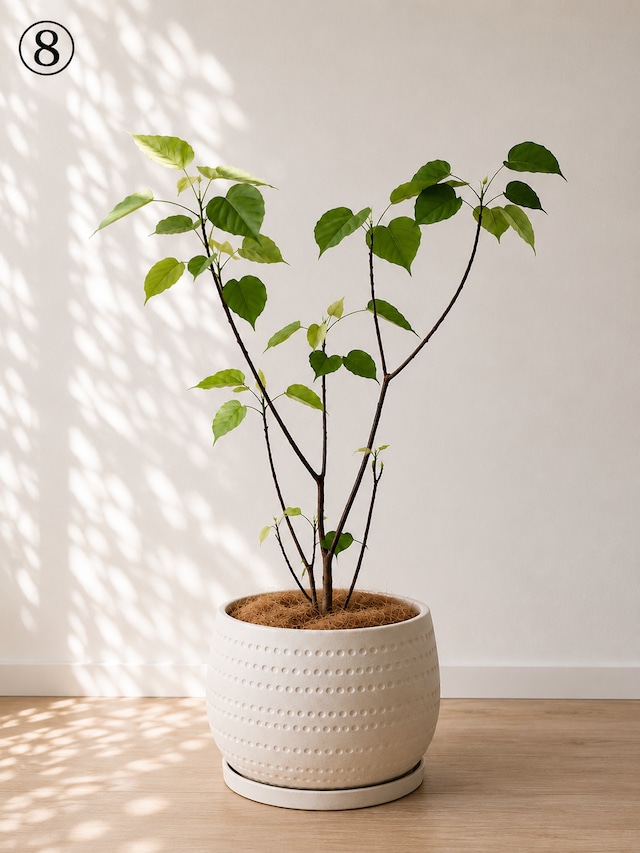 植え替えにおすすめの植木鉢・鉢カバー 観葉植物 calm cafe