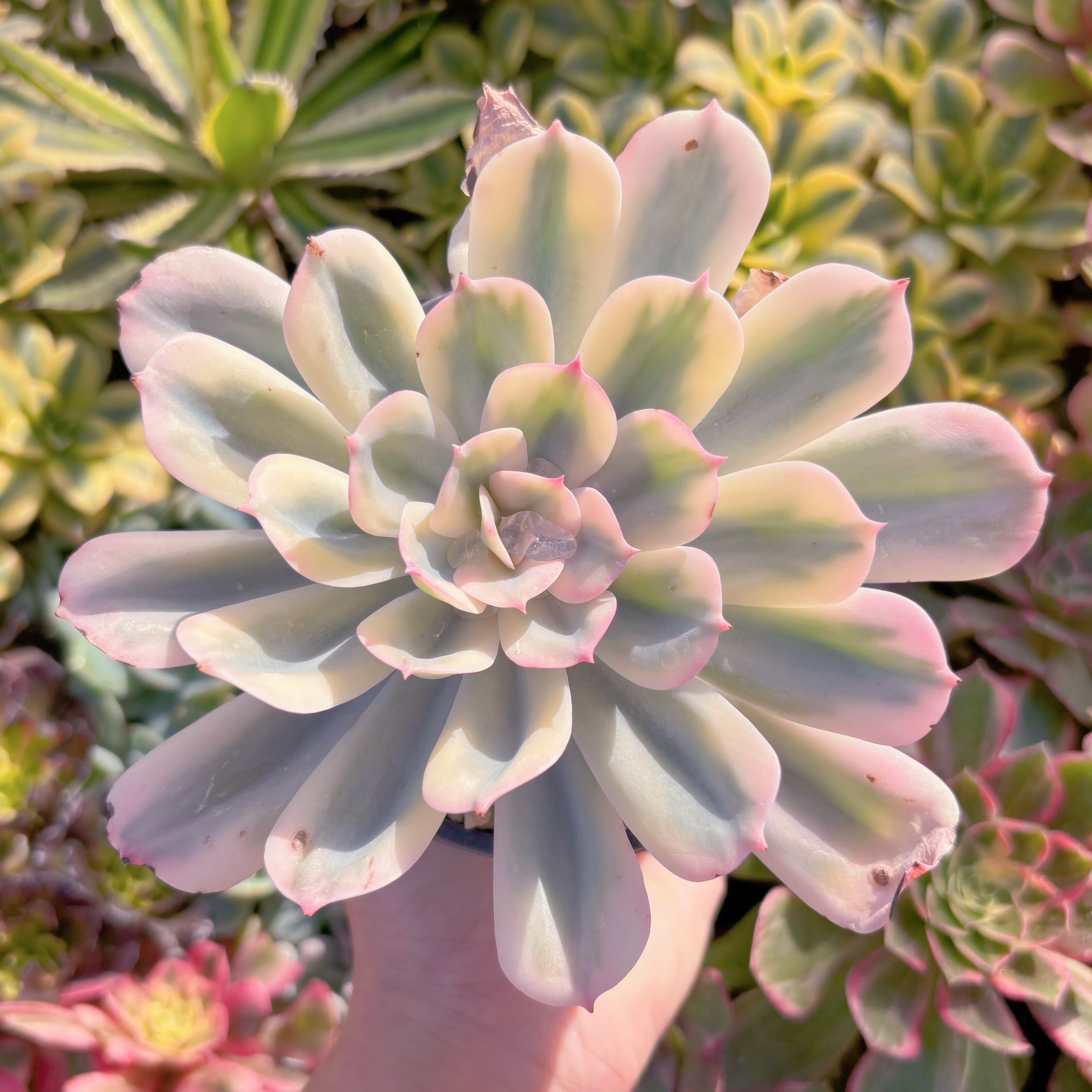 現品 七福神錦#2227 大苗 直径約15cm るる農園 | るる農園~多肉植物専門