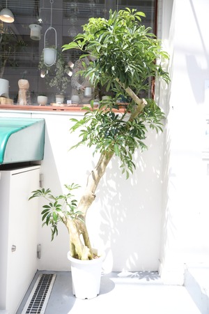 【LL】【都内近郊限定配送】【230cm】シェフレラ /Schefflera  ※陶器鉢カバー別売り