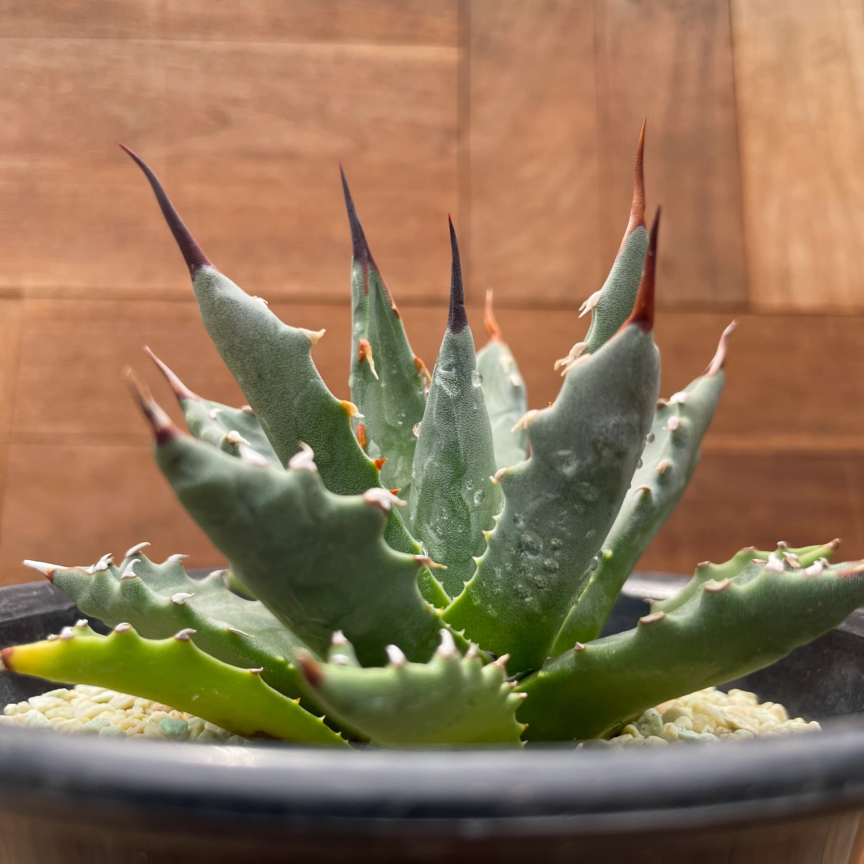 Agave uthaensis var. uthaensis【アガベユタエンシスvar.ユタエンシス 