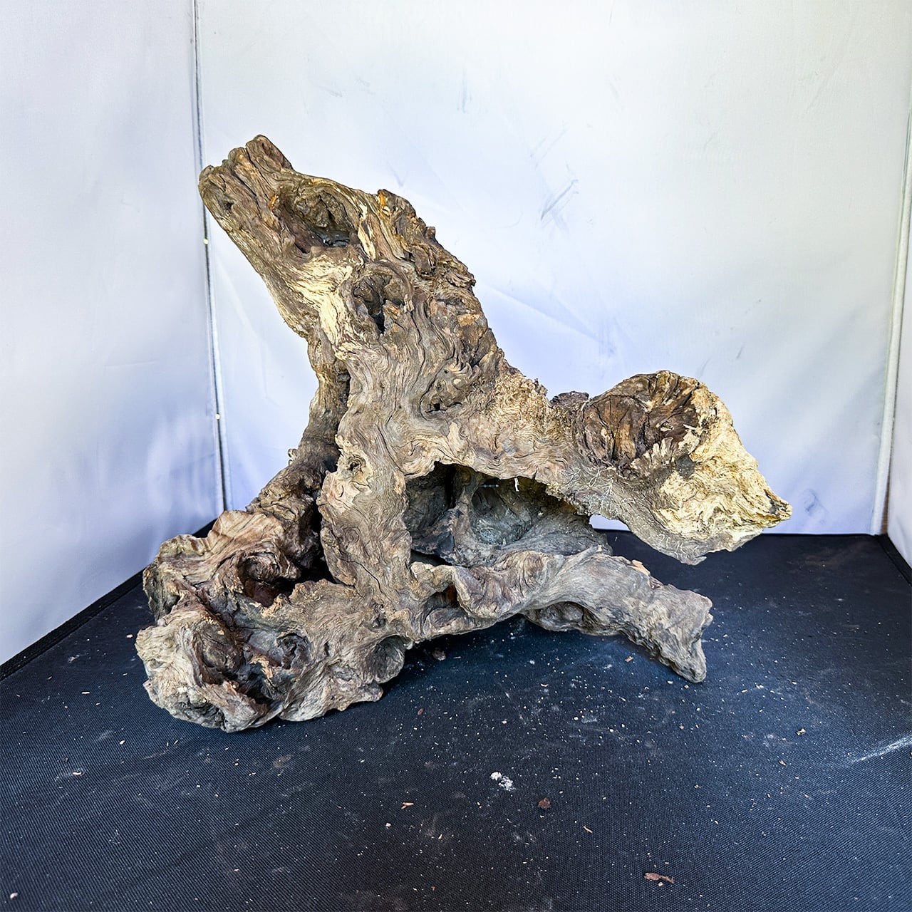 樹洞がある美しく選ばれた流木 マウンテンウッド/ Mountain wood【M013