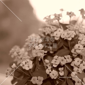 シクラメンの花とコピースペース（セピア調）　 Cyclamen flowers and copy space (sepia tone)