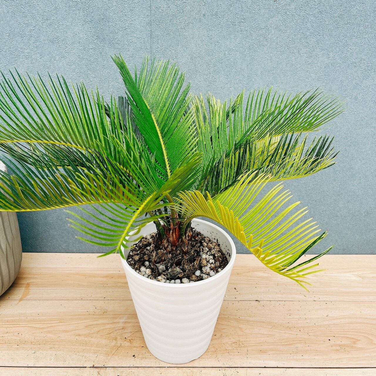 現品］【希少】ユッカ アロイフォリア 8号 観葉植物 室内 レア 千寿蘭