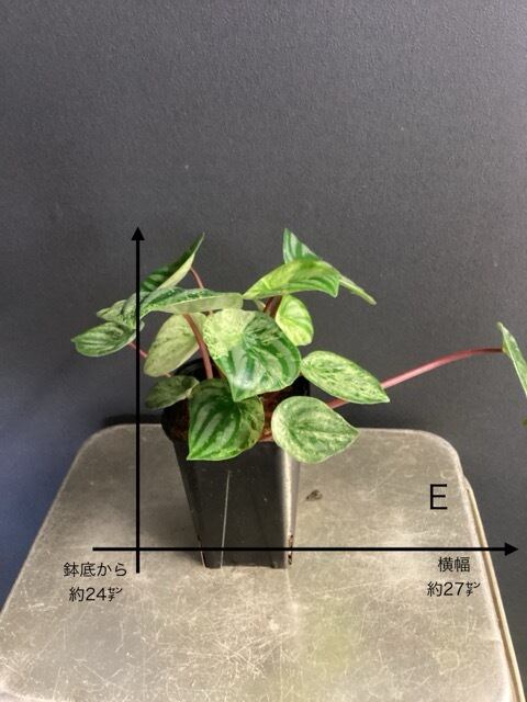 熱帯植物 ペペロミア 雪兎 ペペロミア サンデルシー 斑入り スイカぺぺ