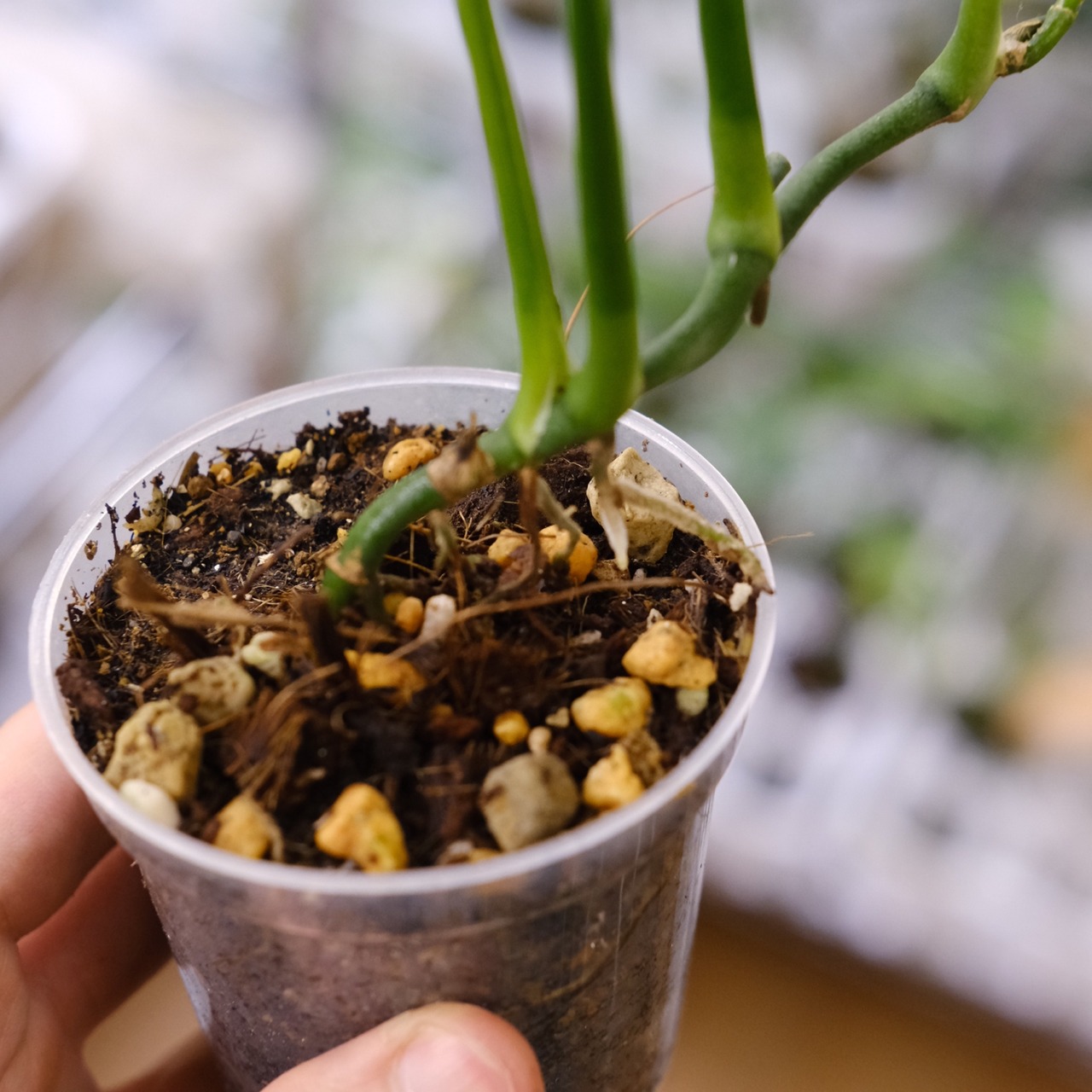 【実生】モンステラ オブリクア ペルー / Monstera Obliqua Peru⑫ / 観葉植物