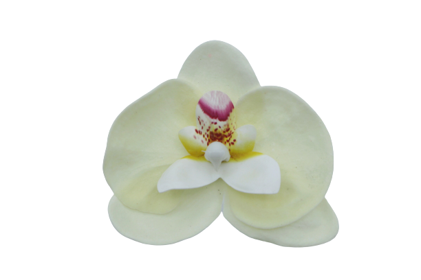 胡蝶蘭E-I2 アイボリー/イエロー (9輪入りor25輪入り)