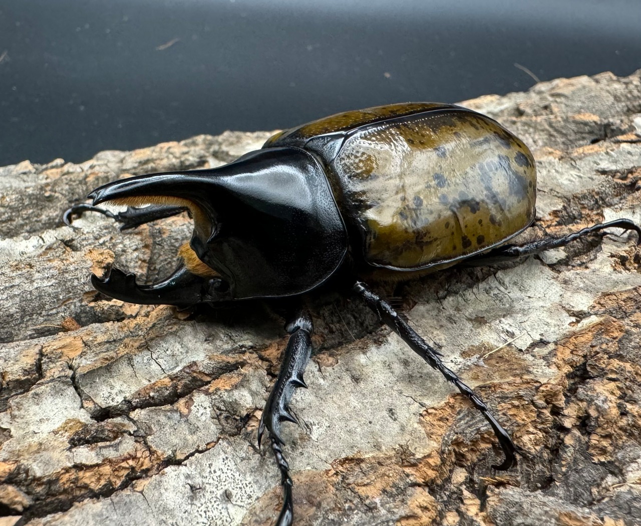 《マヤシロカブト 72mm ペア》