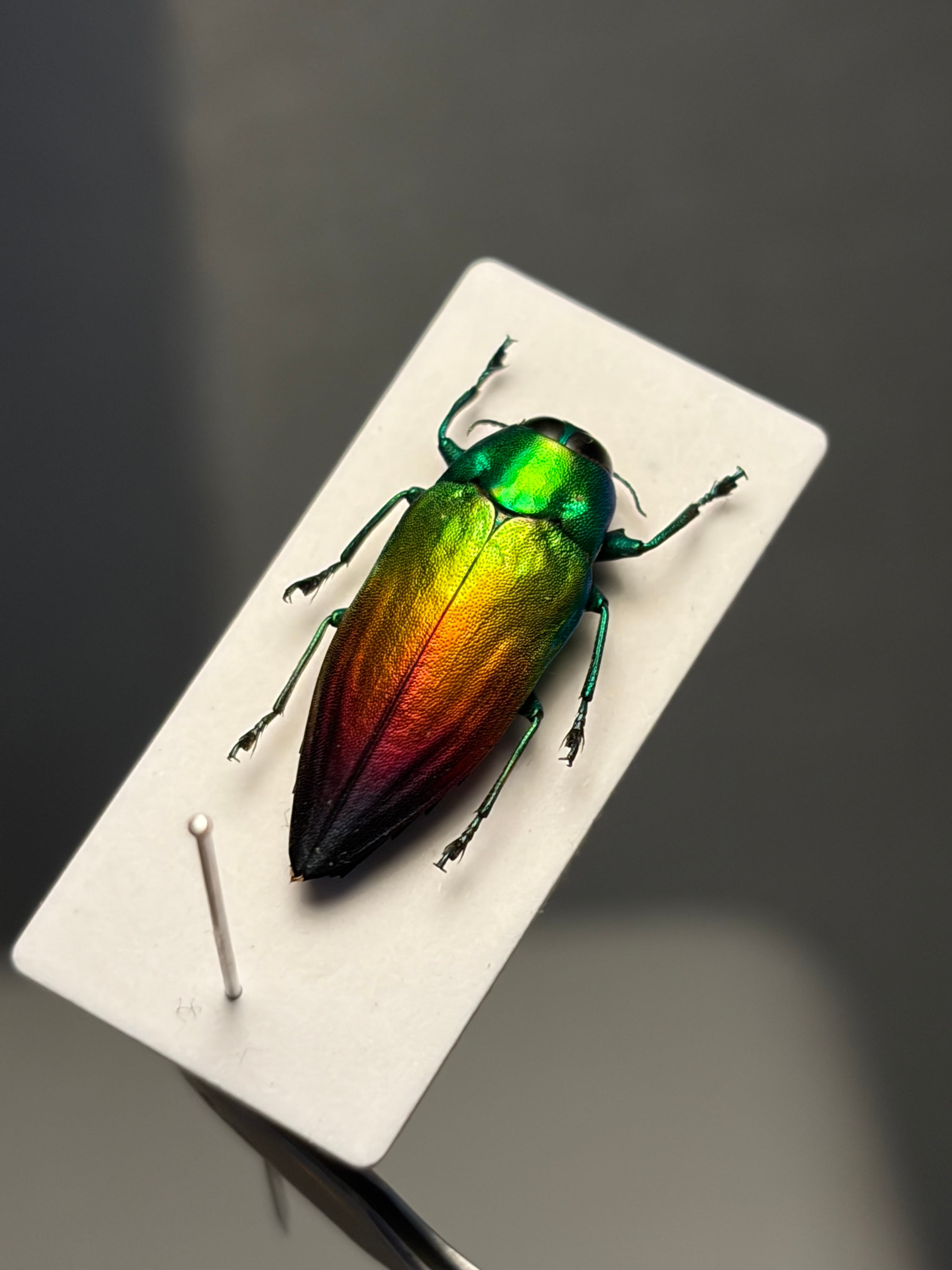 マダガスカルの虹色の美麗タマムシ 標本 Actenodes aluaudiスハンダエ