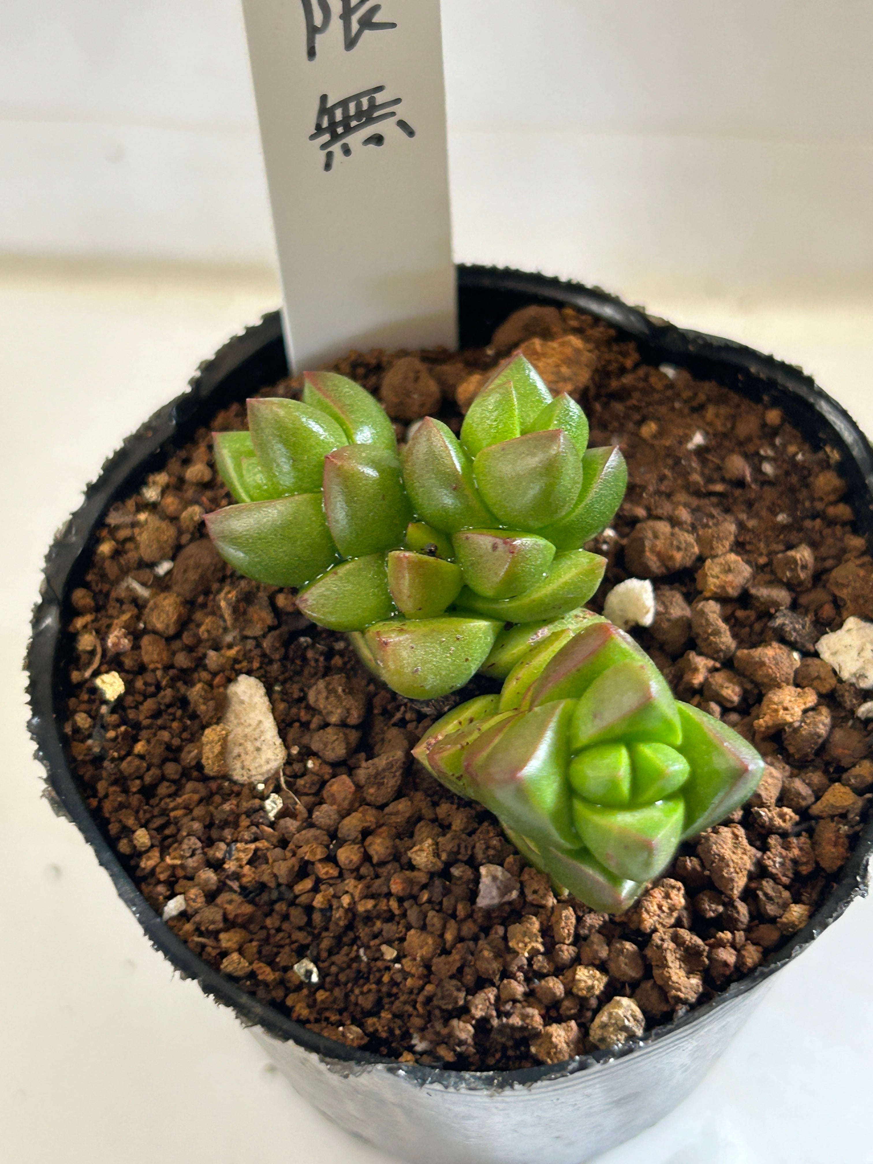 多肉植物 | GREEN JAM foliageplant