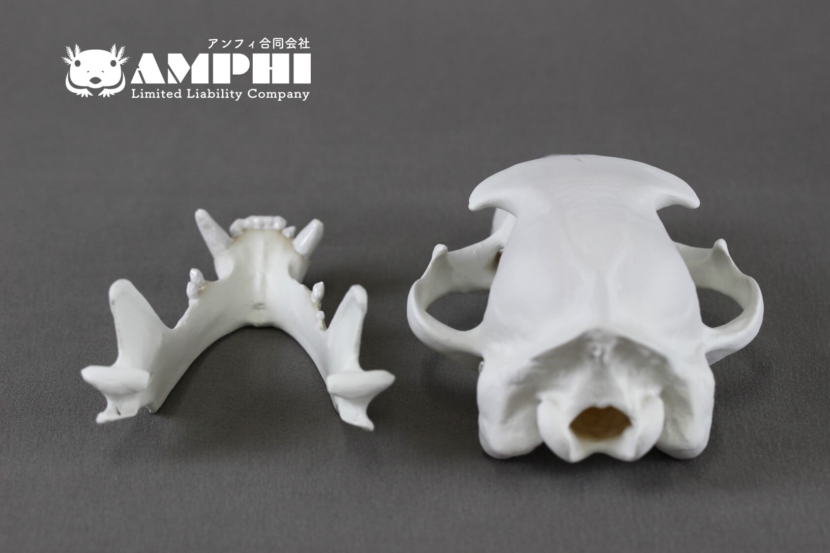 アードウルフ（ Proteles cristatus）原寸大頭骨レプリカ | アンフィ