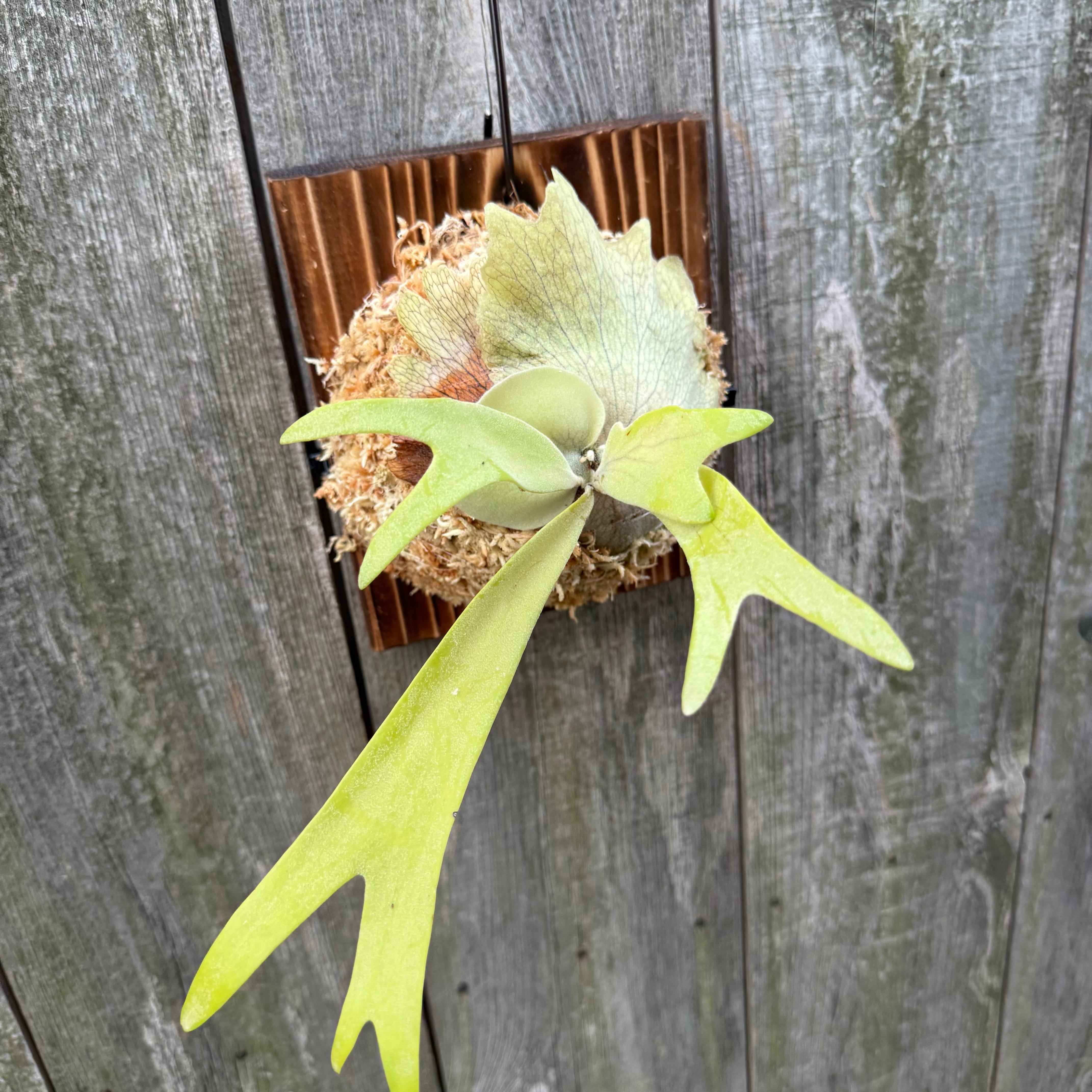 P. willinckii cv. Aplus special (pup) | naturefix