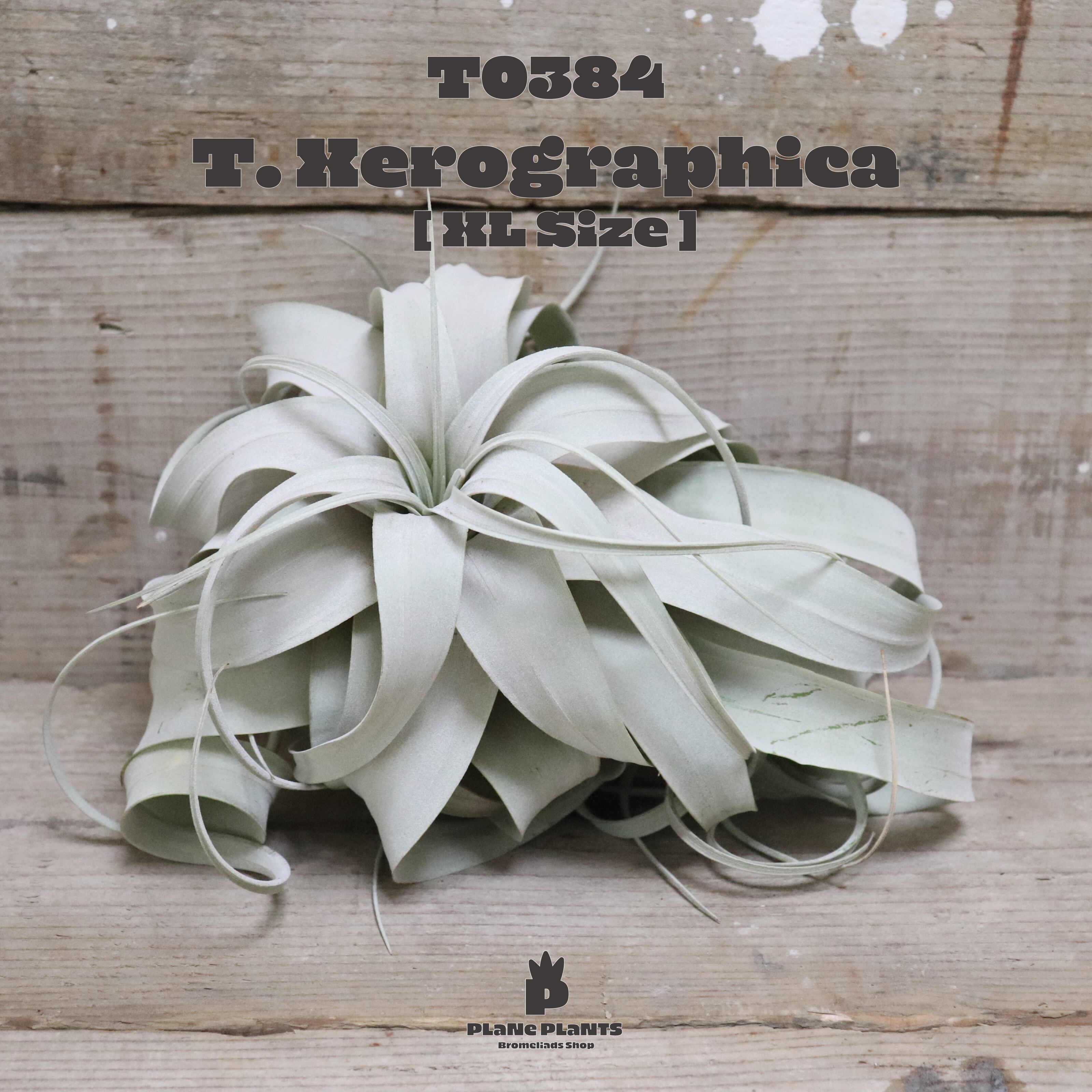 【送料無料】キセログラフィカXL〔エアプランツ〕現品発送T0384