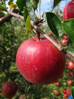 [訳あり]つがる　約5㎏（14～18個）9月上旬発送
