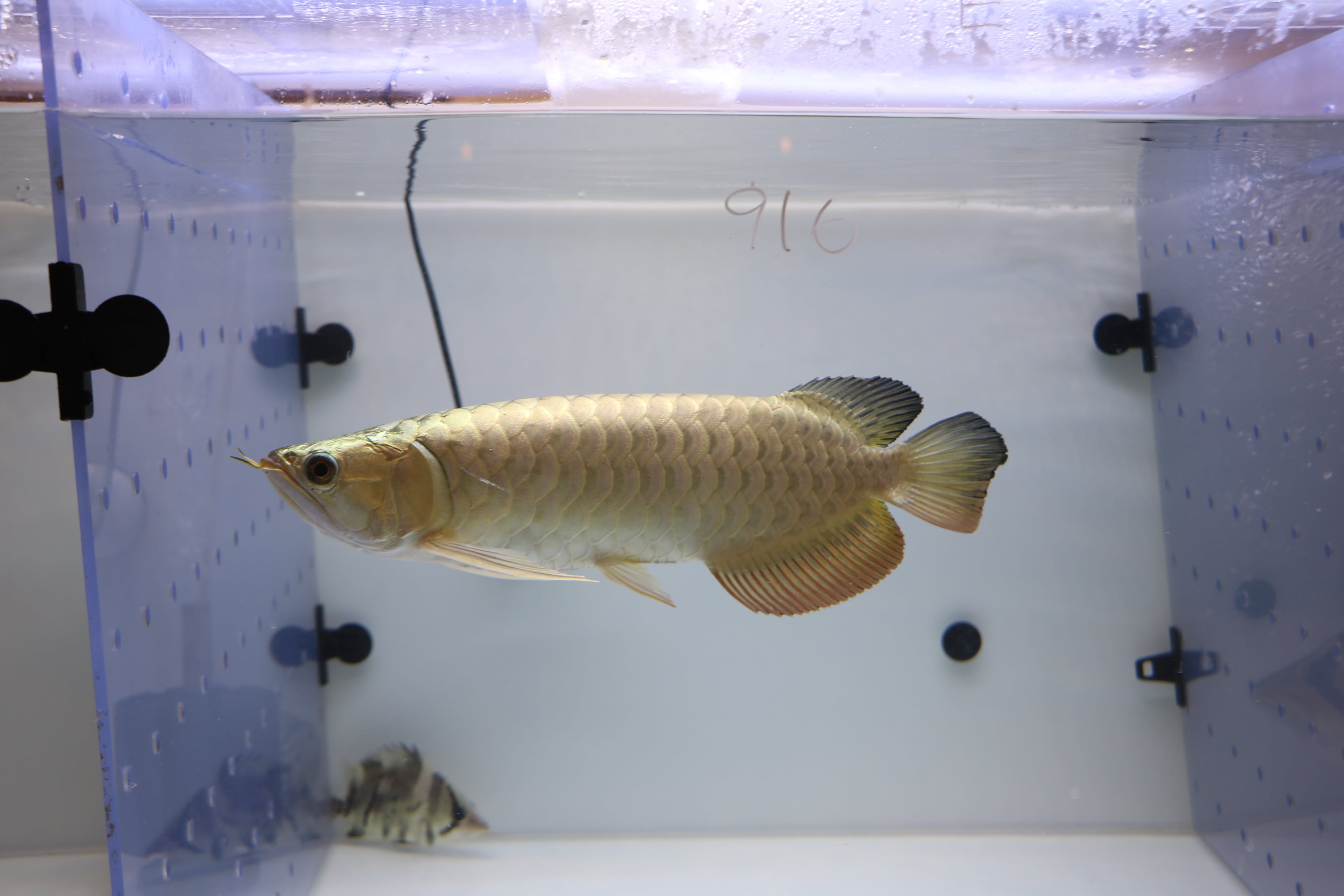 No.916 フルゴールド過背金龍(プレミアム個体)±34㎝ | Pay ID