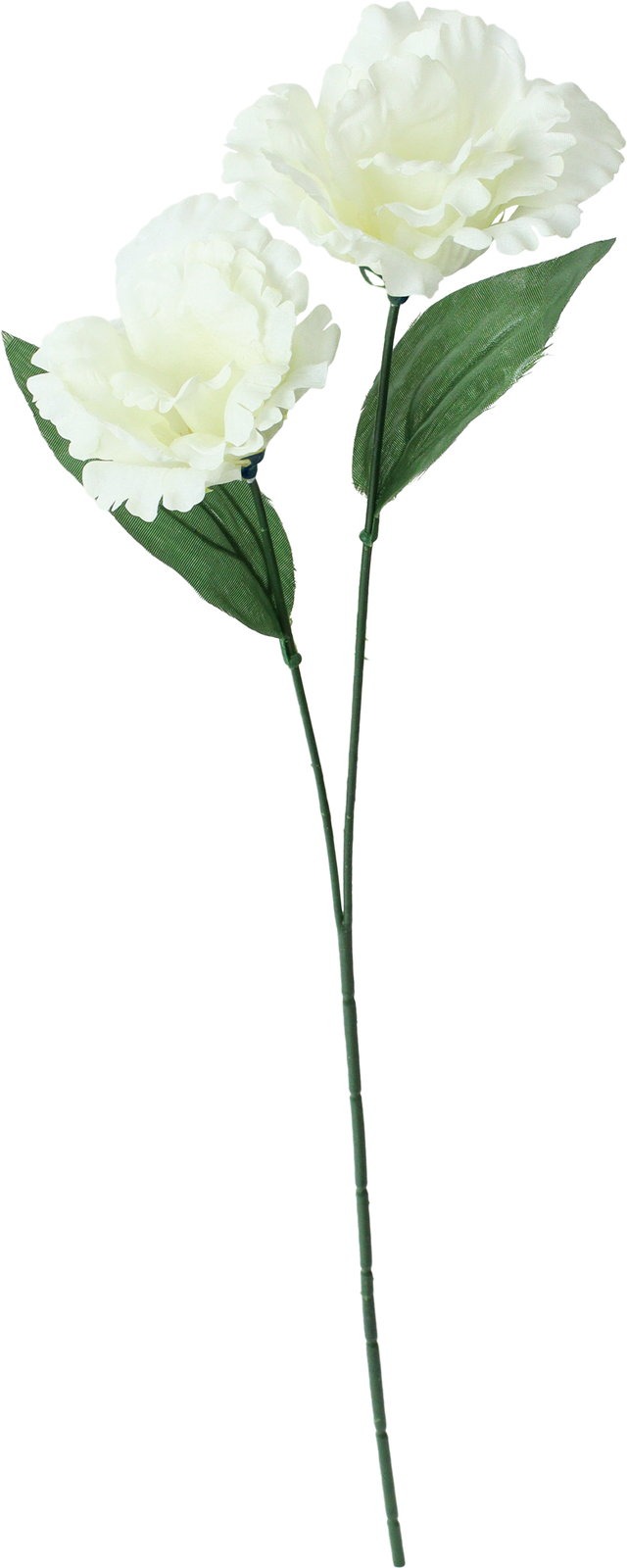 トルコキキョウ　FFK-0011 W　4961823144707